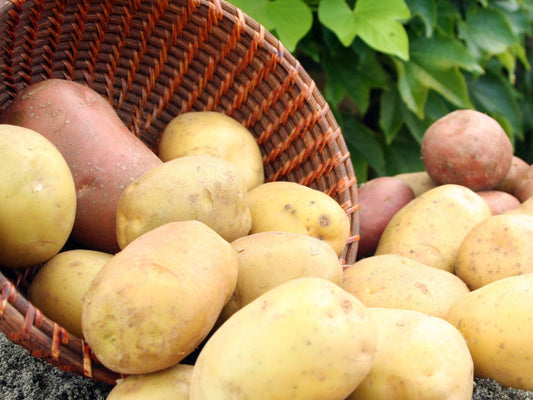 🥔 बटाटा (Batata)